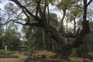 Bosque de Tlalpan Nature Reserve