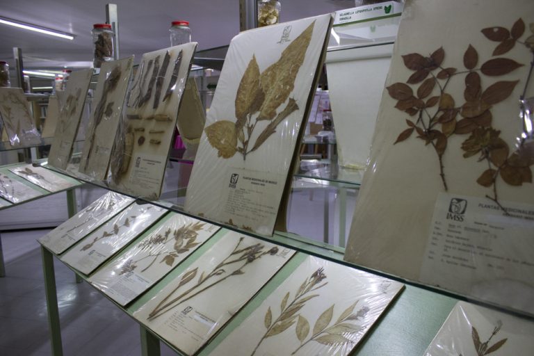 IMSS Medicinal Herbarium (Herbario Medicinal del IMSS)