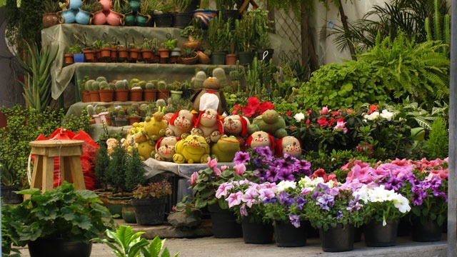 Mercados de Plantas Madreselva en Xochimilco