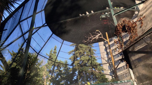 Lincoln Park Aviary