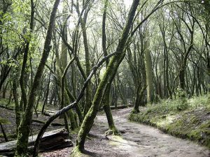 Desierto de los Leones National Park