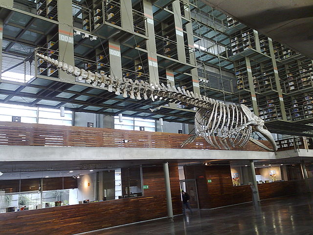 Orozcos whale sculpture