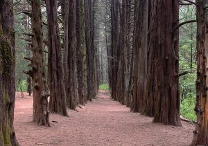 Bosque de Ocotal