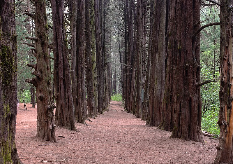 Bosque de Ocotal