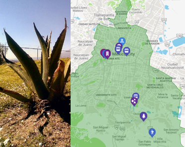 Mexico City Walking Tours