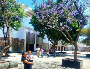 Mercado La Purísima