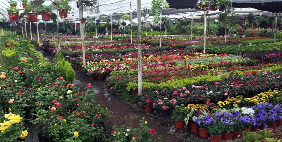 San Luis Tlaxialtemalco Flower Market