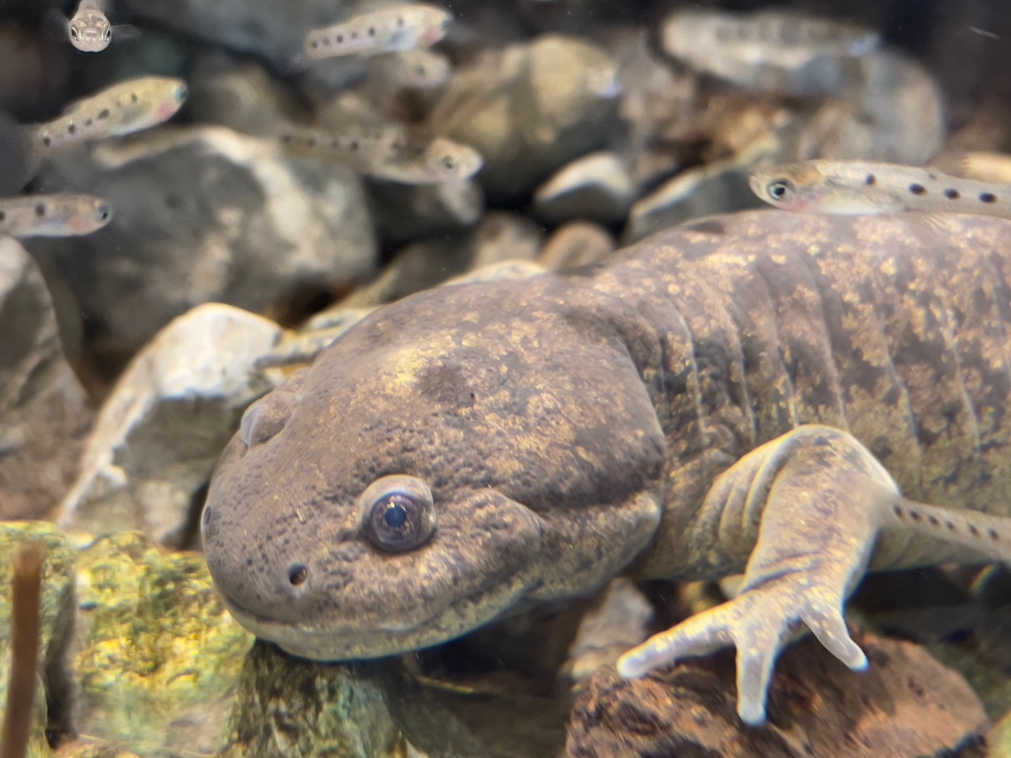 Anfibium: Axolotl Museum